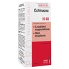 H40 Echinacea