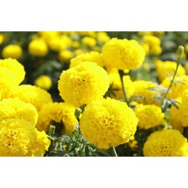 Marigold Seeds for Planting Outdoors, Pack of 2500 Flower Seeds for Plating (Yellow)