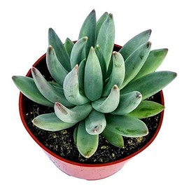 Fat Plants San Diego Succulent Plant(s) Fully Rooted in 4 inch Planter Pots with Soil - Real Live Potted Succulents/Unique Indoor Cactus Decor (1, Pachyveria haagi)