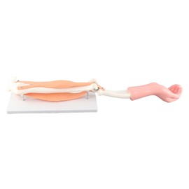 Arm Moving Model Anatomical Elbow Joint Motion Model Primary School Teaching Accessory