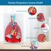 JNMFTD Human Respiratory System Model,1:1 Life Size Human Larynx Heart