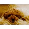 Imagenavi Brown Curly Hair Dog Relaxing Blank Note Card With