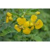 BETT BETT Neotea Avarampoo Powder Senna Auriculata, 300 G.
