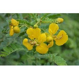 BETT BETT Neotea Avarampoo Powder Senna Auriculata, 300 G.