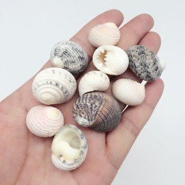 PEPPERLONELY Natural Sea Shells Nerite Snail Shells Mixed, 1/2 Inch to 1 Inch, 8 oz, Apprx 80+ Shells
