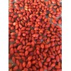 Goji Berry Plant 5 Cuttings With Pot Live Plant Ready