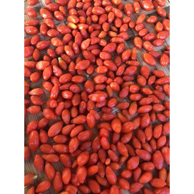 Goji Berry Plant 5 Cuttings With Pot Live Plant Ready