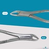 DEXA DENTAL Heavy Duty Dental Extracting Forceps # 150 Apical