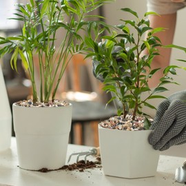 GASPRO 2.5 Pound Pebbles for Indoor Plants, 3/8 Inch Decorative Rocks for Vase, Succulents, Highly Polished, Mixed Color