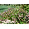 Abelia Grandiflora Edward Goucher | 1 Large Gallon Size Plant