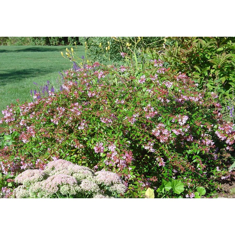 Abelia Grandiflora Edward Goucher | 1 Large Gallon Size Plant