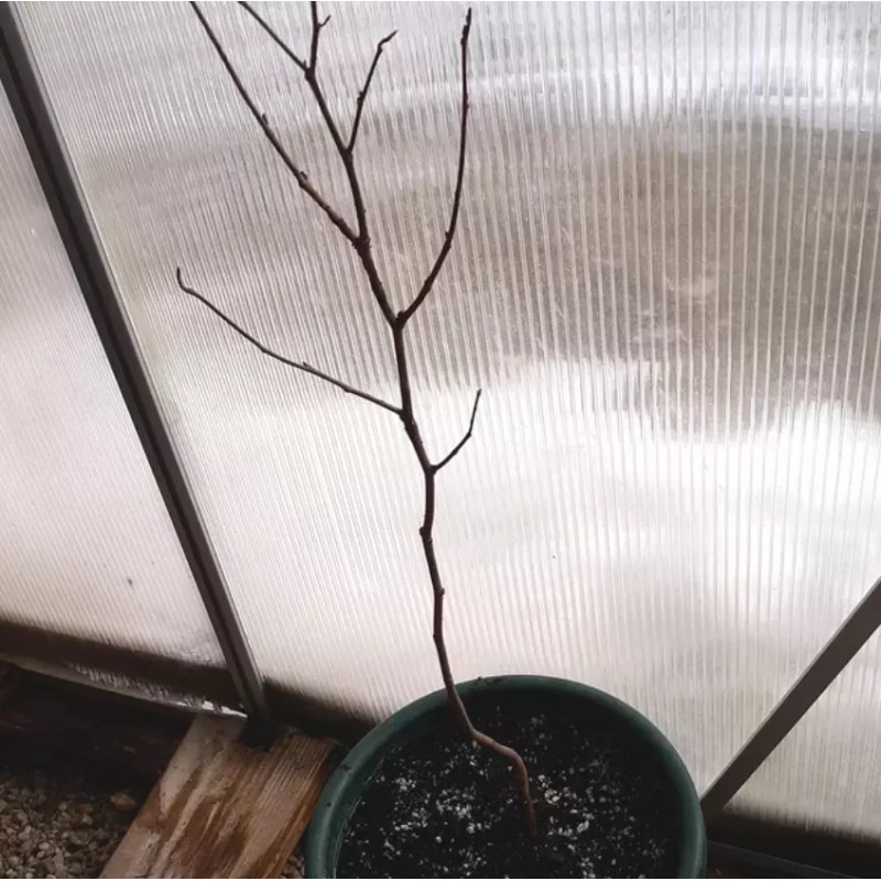 Shrubs 2 Mixed Crape Myrtle Shrubs/Trees,18-24" Tall Plants, Lagerstroemia indica