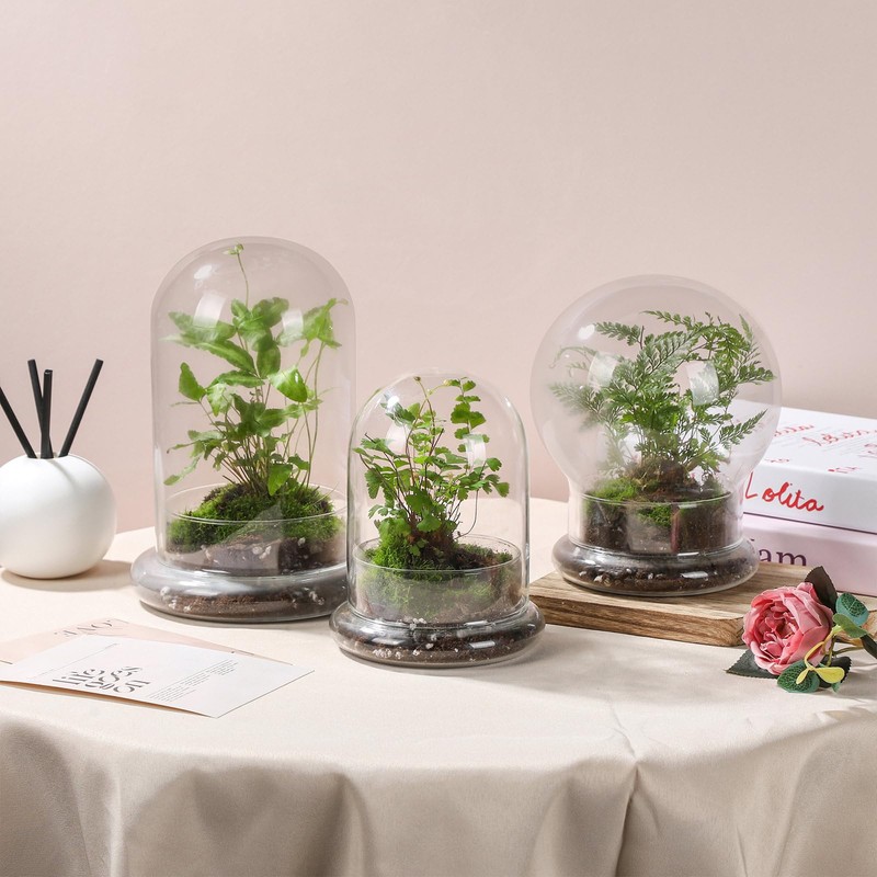 WHJY 6 inches Glass Cloche for Indoor Plants Small Terrarium