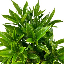 Blooming & Beautiful - Sawtoothed Japanese Aucuba - 3 gal - Shade-Loving Evergreen Shrub - Glossy Green Serrated Leaves - Zones 6-10 - Aucuba Japonica 'Serratifolia' - 3 Gallon Pot