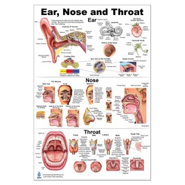 Blue Tree Publishing Ear Nose Throat Anatomy Poster 24x36inch, Otolaryngology