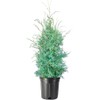 Carolina Sapphire Blue Cypress - (2.5 QT) | Evergreen |