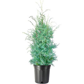 Carolina Sapphire Blue Cypress - (2.5 QT) | Evergreen | Bright Blue Foliage