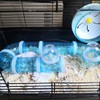 8PCS Hamster Tunnel Tube DIY Assorted Toy Transparent Adventure Pipe