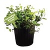 American Plant Exchange Asiatic Jasmine Minima – 6-Inch with Pot
