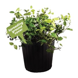 American Plant Exchange Asiatic Jasmine Minima – 6-Inch with Pot – Live Evergreen Groundcover Plant, Low Maintenance Greenery for Home, Garden Beds, or Landscape Borders