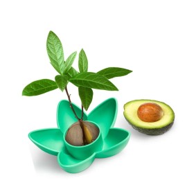 AvoSeedo Avocado Tree Growing Kit with seed pod base and germination bowl Green OLIZE