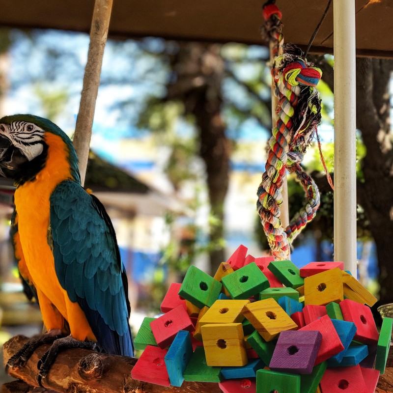 SEWACC 100pcs Parrot Wooden Chewing Toys, Bird Toy Wood Blocks,