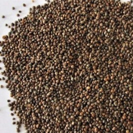 Plum Dragon Zi Su Zi, Perilla - Traditional Chinese Herb - 1 Oz