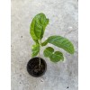 Passion Fruit Plant With Pot Live Plant Ready To Plant