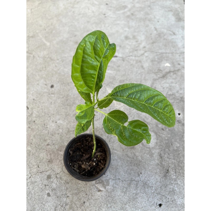 Passion Fruit Plant With Pot Live Plant Ready To Plant