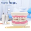 Giant Teeth Dental Demonstration Model with Toothbrush, Enlarged 6 Times
