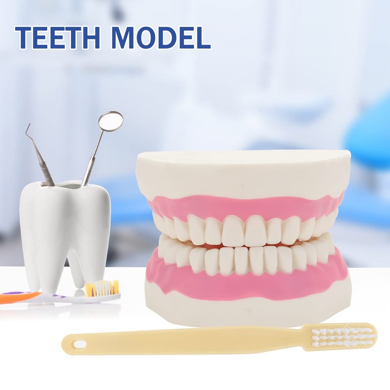 Giant Teeth Dental Demonstration Model with Toothbrush, Enlarged 6 Times