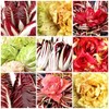 Italian Radicchio and Endive Chicory Mix Seeds for Planting About