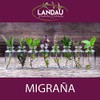 Migraña Aceite Esencial 30ml