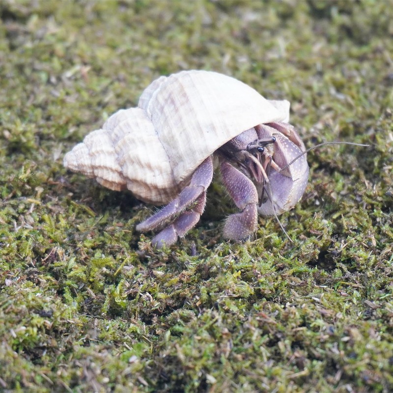 Jinymral 3.5oz Hermit Crabs Substrate, Ideal for Hermit Crab Supplies