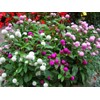 FUN AND GROW SEEDS: Seeds Globe Amaranth Mix Gomphrena Annual