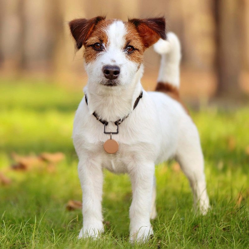 HINZIC 4 Pack D Ring Spring Key Hooks Keyring Clip