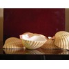 24 Large Mexican Deep Scallops 3" - 3 1/2" Baking