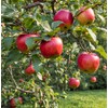 100 Pcs Apple Seeds for Planting