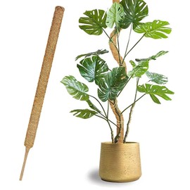 1 x 70 cm x 4 cm climbing aid Monstera, moss rod for Monstera, bendable Monstera trellis, flexible moss rods for plants, for creeper plants grow upwards