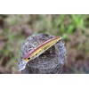 Yo-Zuri Inshore Saltware Lure Kit