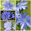 Seed Needs, Chicory Seeds - 500 Heirloom Seeds for Planting