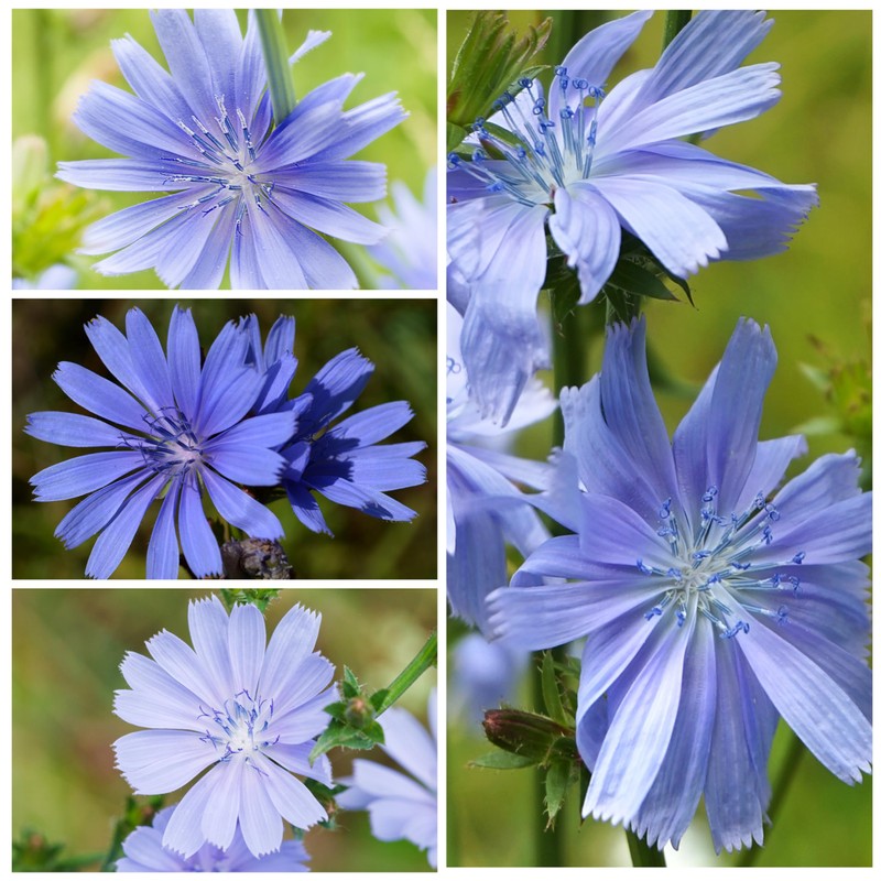 Seed Needs, Chicory Seeds - 500 Heirloom Seeds for Planting