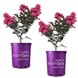 First Editions Plum Magic Crape Myrtle, Plum-Colored Flowering, Low-Maintenance, 12-18 in. Tree Height, 1 gal. Nursery Pot (Due to Agricultural Laws, we Cannot Ship to CA, AZ, AK, or HI), 2 Trees