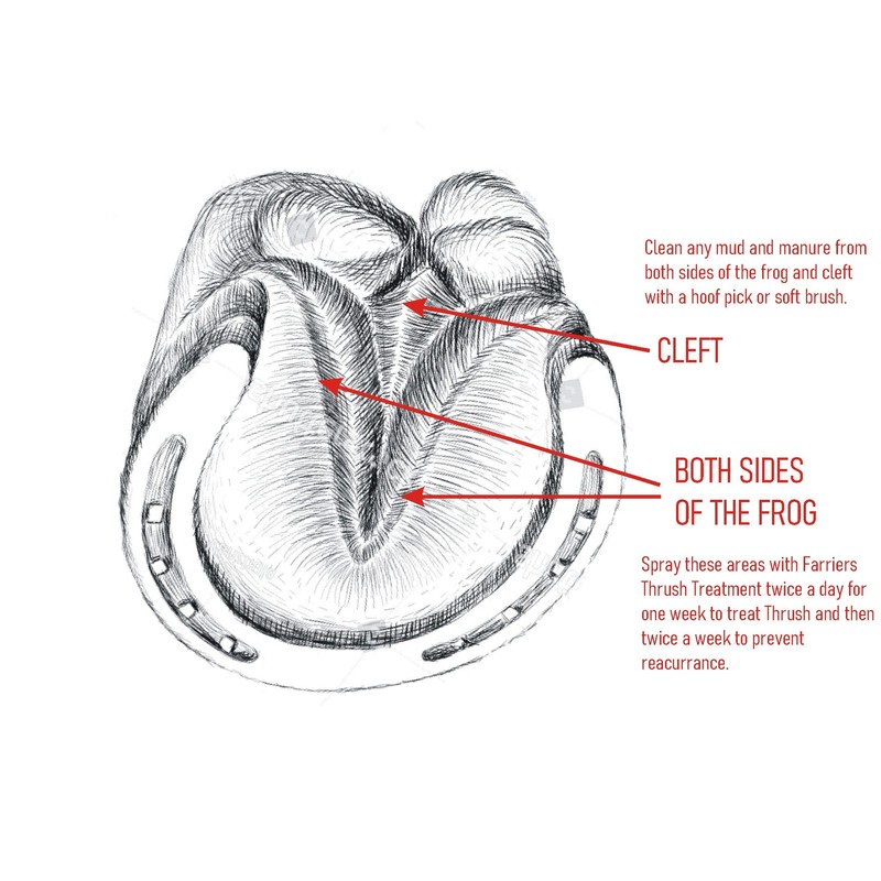 Farriers Thrush Treatment (250ml) For Horses
