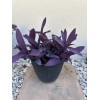 trust in god farms 12 pcs live Purple Heart plant