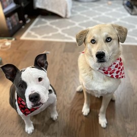 Valentine's Day Dog Bandana Reversible Triangle Bibs Scarf for Small Medium Large Dogs (Black&Red)