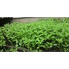 TeamKC2 Jute Leaf Plant Seeds (250 Seeds) ~ Crain Crain