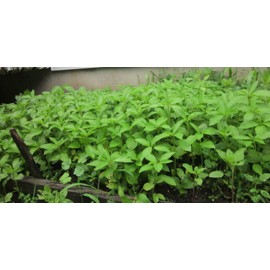 TeamKC2 Jute Leaf  Plant Seeds (250 Seeds) ~ Crain Crain Seeds ~ 2024 Planting Season