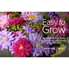 Aster Powderpuff Mix Flower Seeds