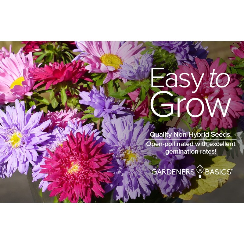 Aster Powderpuff Mix Flower Seeds